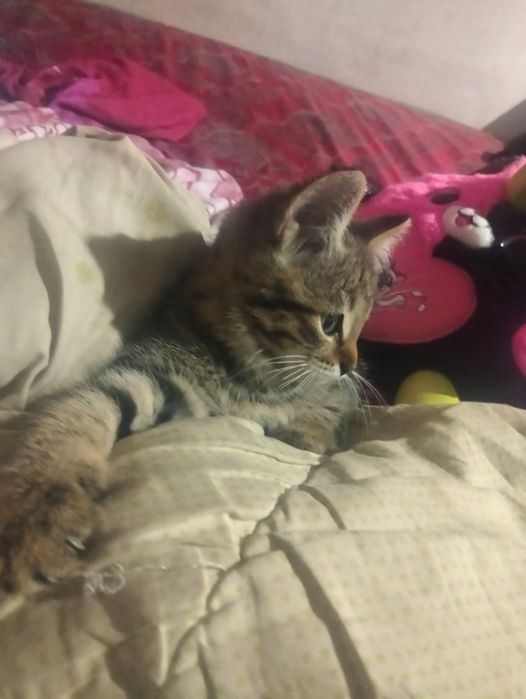 Отдам 2 котят девочка мальчик