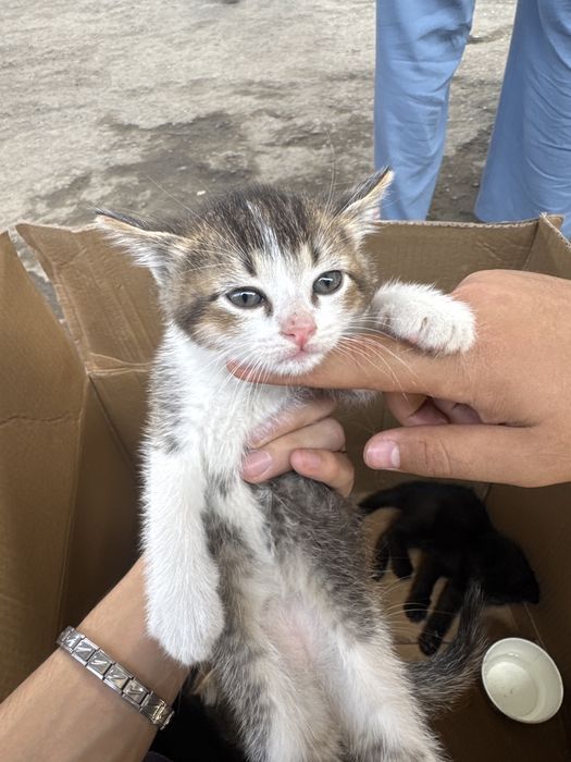 Кошки Шилшила,Британские