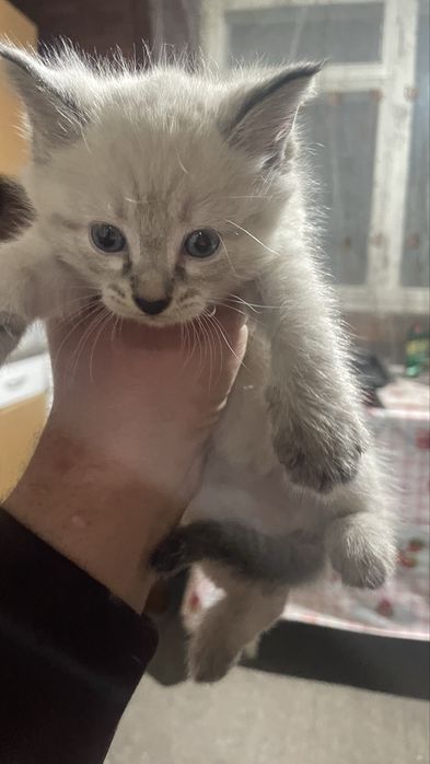 Отдам котят в хорошие руки две девочки