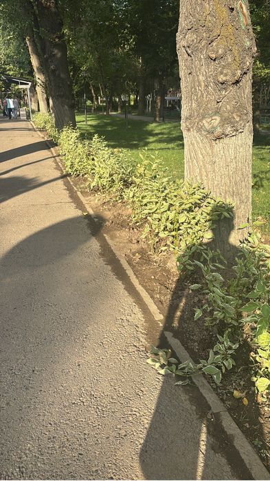 Кустарники в асортименте