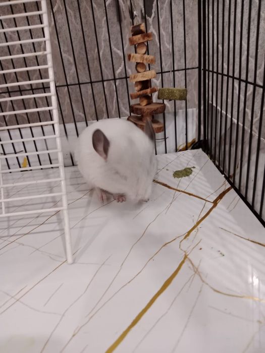 Продам: Шиншиллы