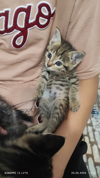 Отдам котят в самые добрые ручки