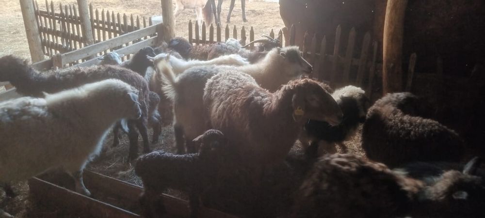 Қой, қозы, ешкі, лақ сатылады