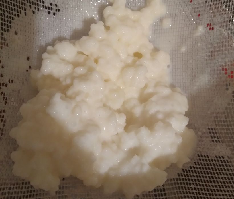 Ciuperca de kefir