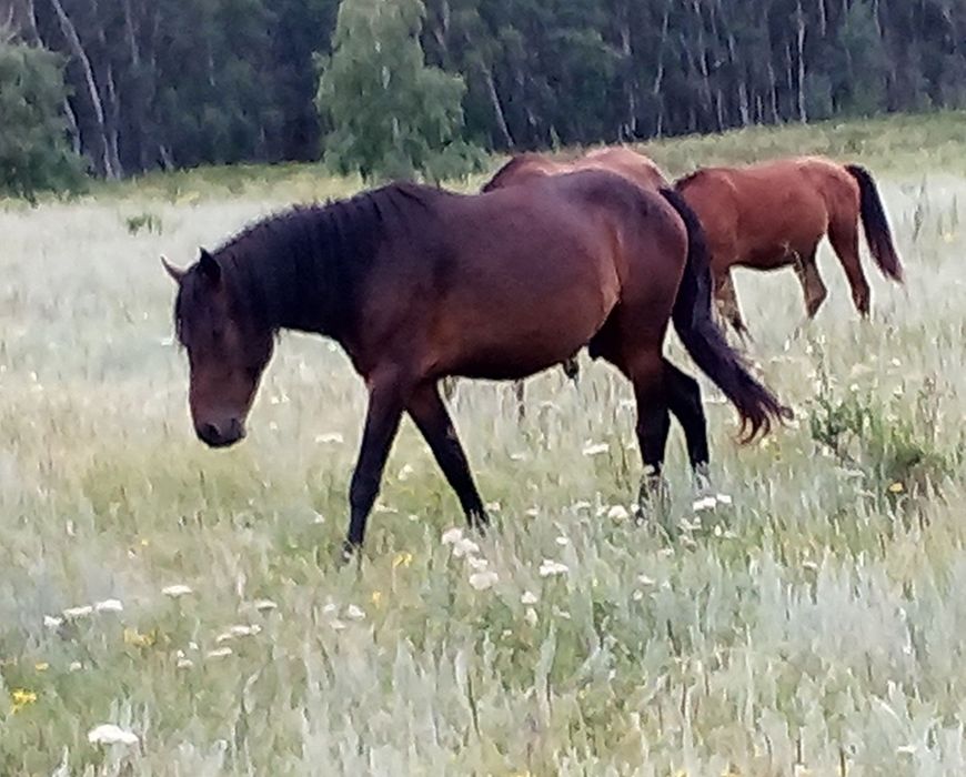 Жылқылар сатам бір үйір
