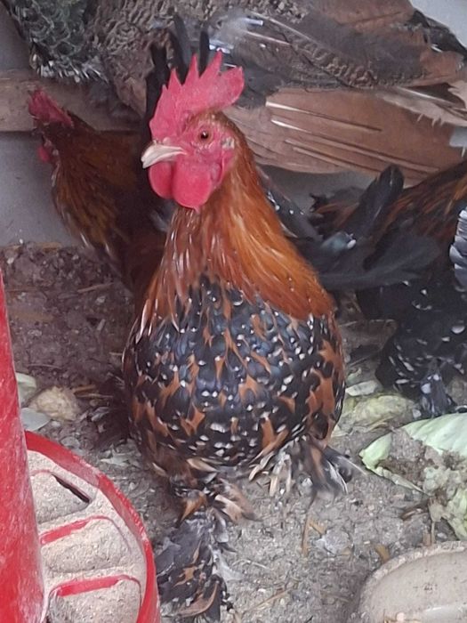 Mii de Flori Auriu Portelan