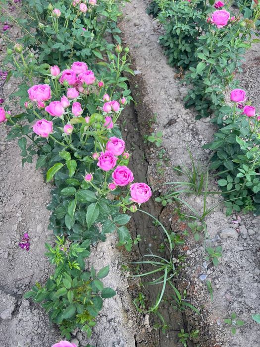 atirgul kochatlari ishonchi va garantiyalik!