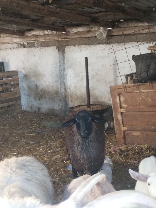 Vând mieluțe și oi