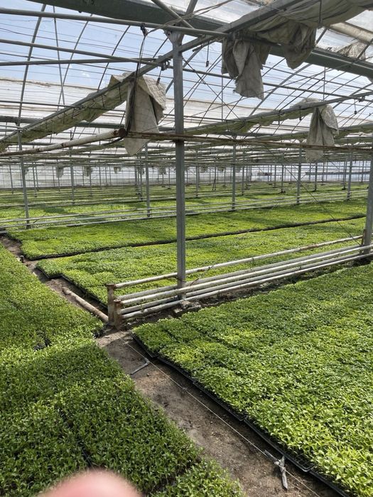 Теплица 2 Гектар ижарага берамиз ёки сотилади 5 йилда булиб тулаш