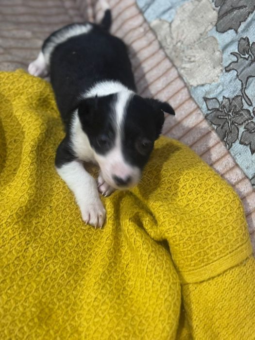 Отдам щенков бесплатно