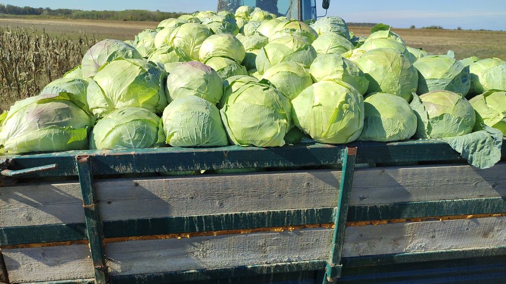 VARZA disponibil 15-16 tone