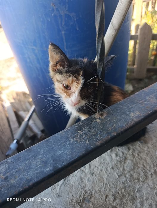 Котенок в добрые руки
