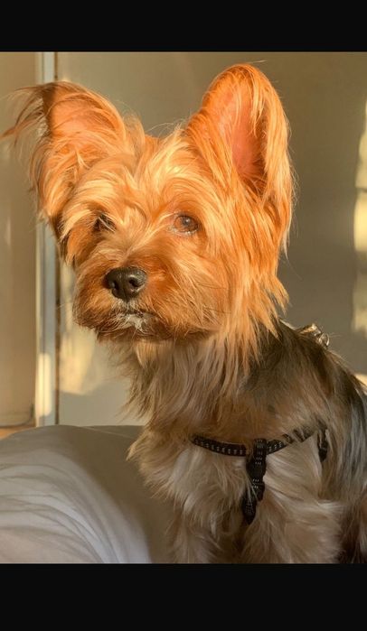 Găzduire căței mici în familie. Iubire și grijă non-stop!