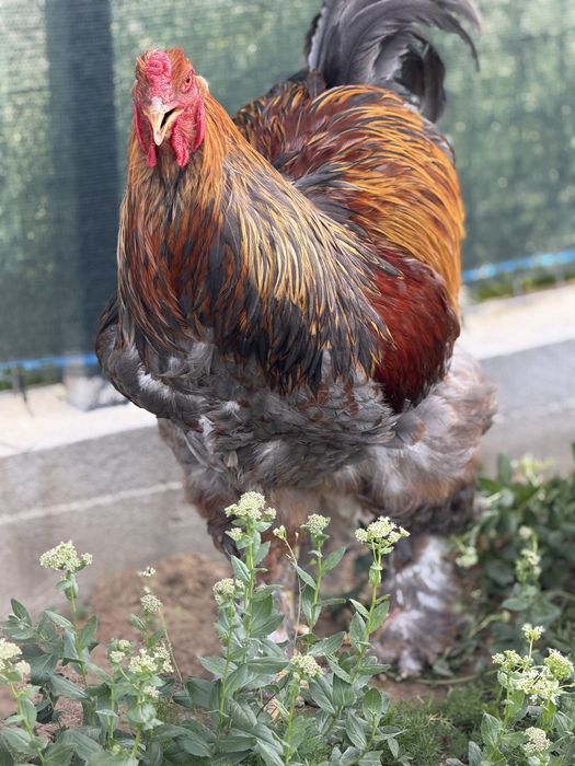 Ofer spre vanzare gaini si cocosi Brahma & Australorp