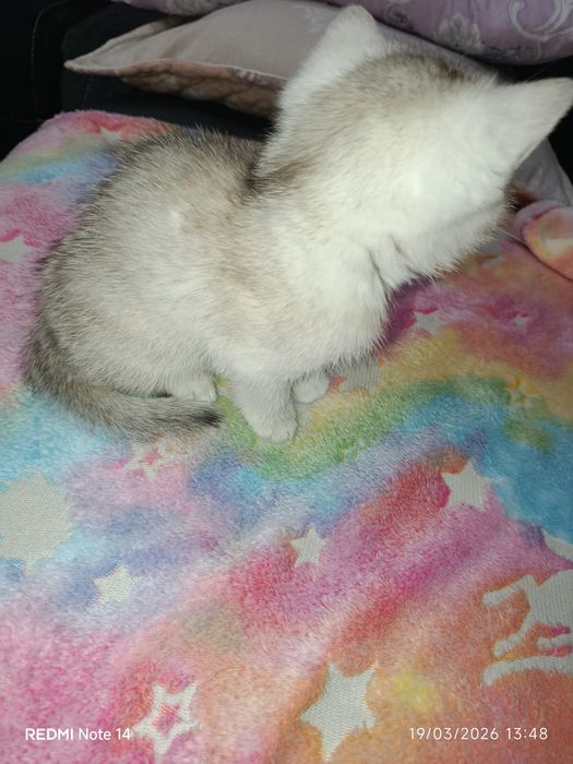 Mushuk sotaman shinshila