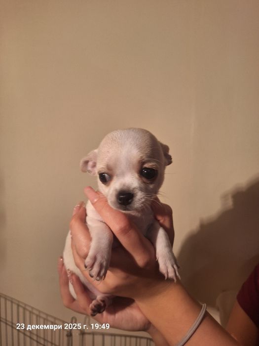 Мини чихуахуа ,едно момче и едно момиче.