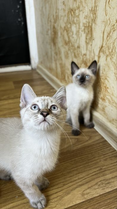 Котята бесплатно в добрые руки