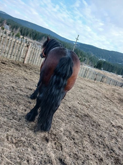 Vand armasar de 4 ani foarte cuminte invțat la pădure și căruță...