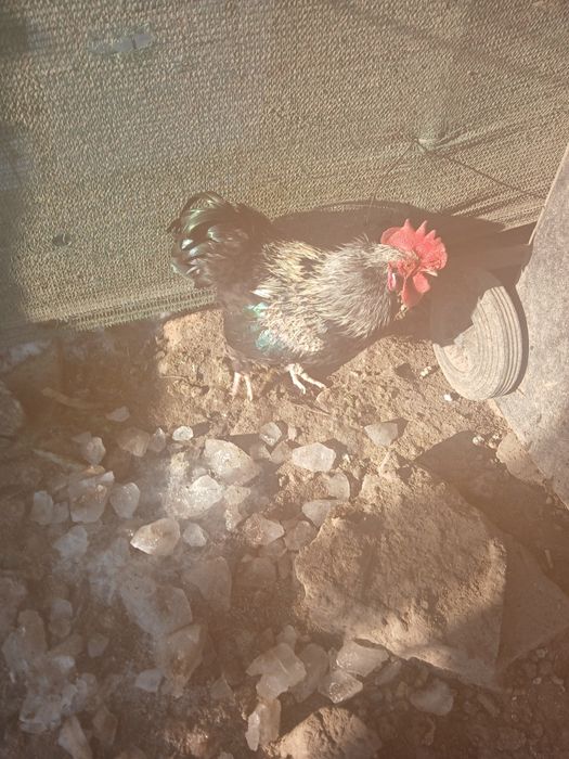 De vânzare cocoș .