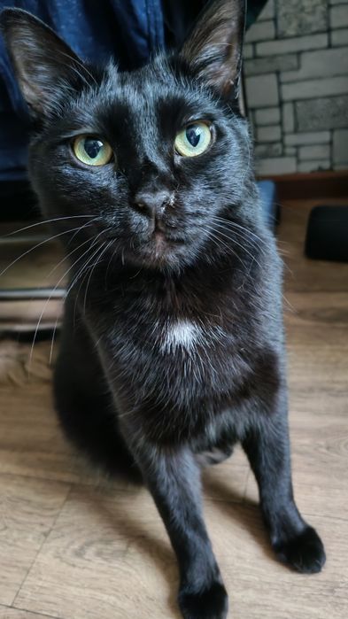 Отдам даром кота