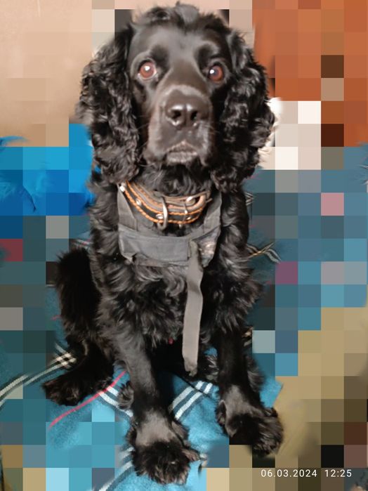 Вязка русский спаниель