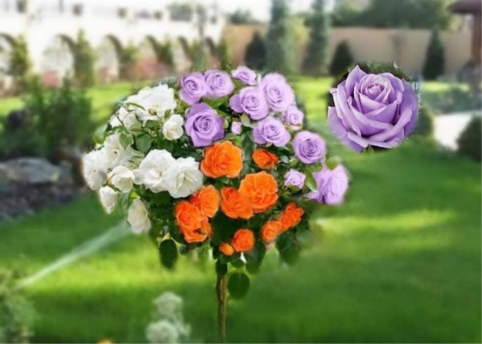 Trandafir pomisor in trei culori deosebit si unicat