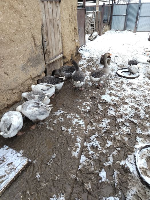 Продам гусей на племя