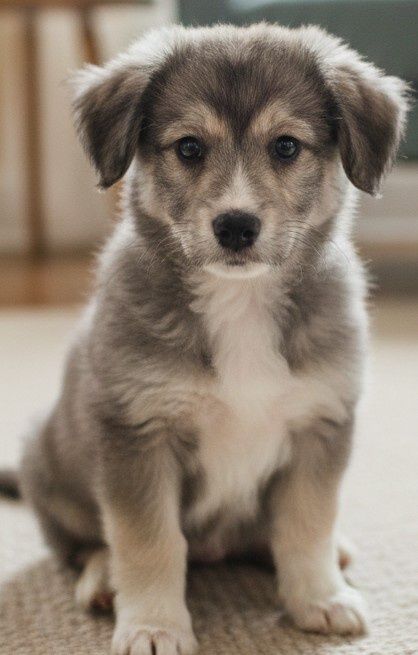 Очень милый общительный щенок