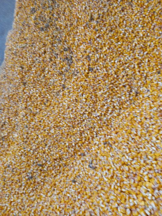 Vând porumb 1.2și grâu 1.5