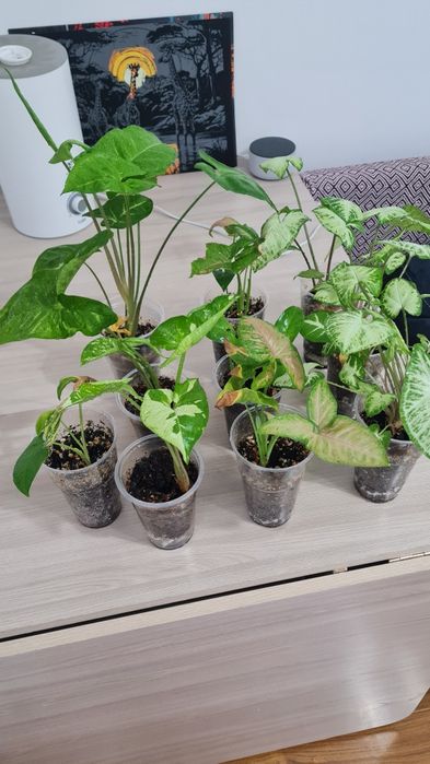 Сингониум для офиса и дома