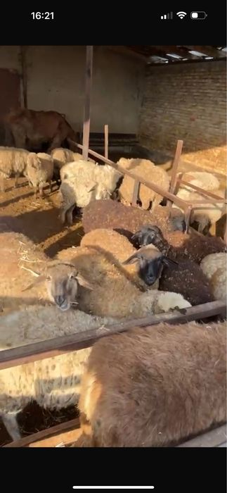 Продам тохтушокк и уток