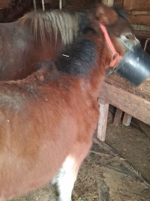 Vand manz  breaz 5luni