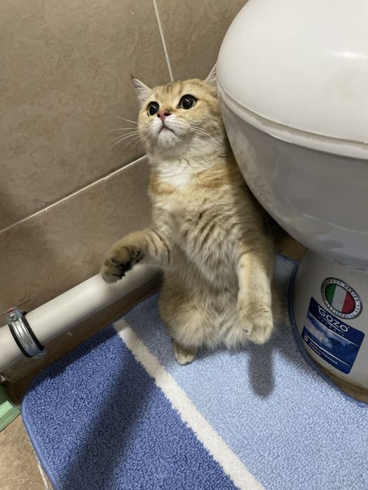 Zolotaya britanskaya shinshilla sotiladi srochna