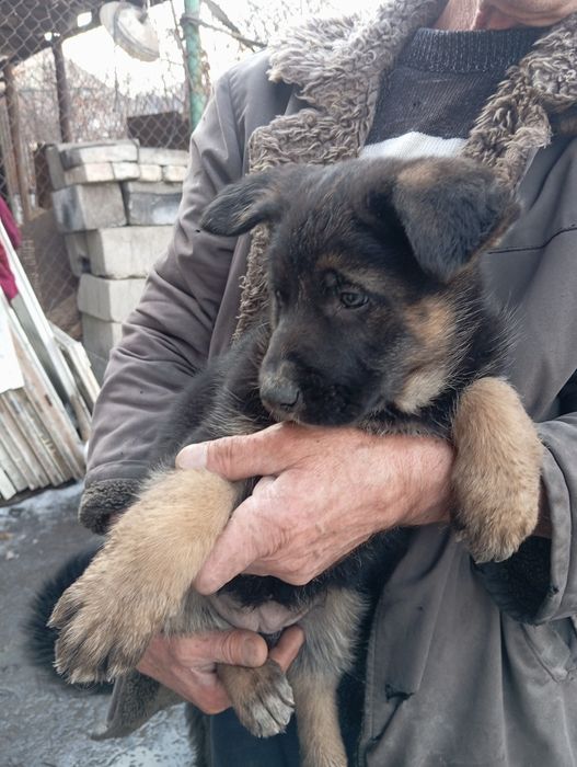 Продам щенков  немецкой породы