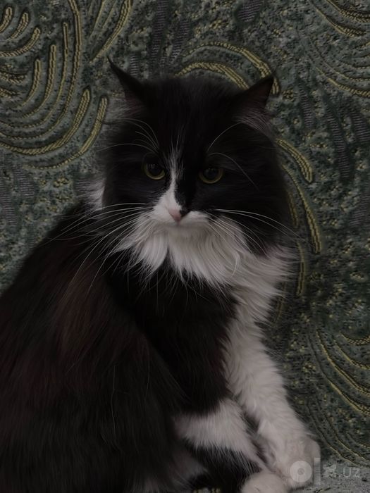 Котята, 2 месяца, девочка и мальчик, ищут дом