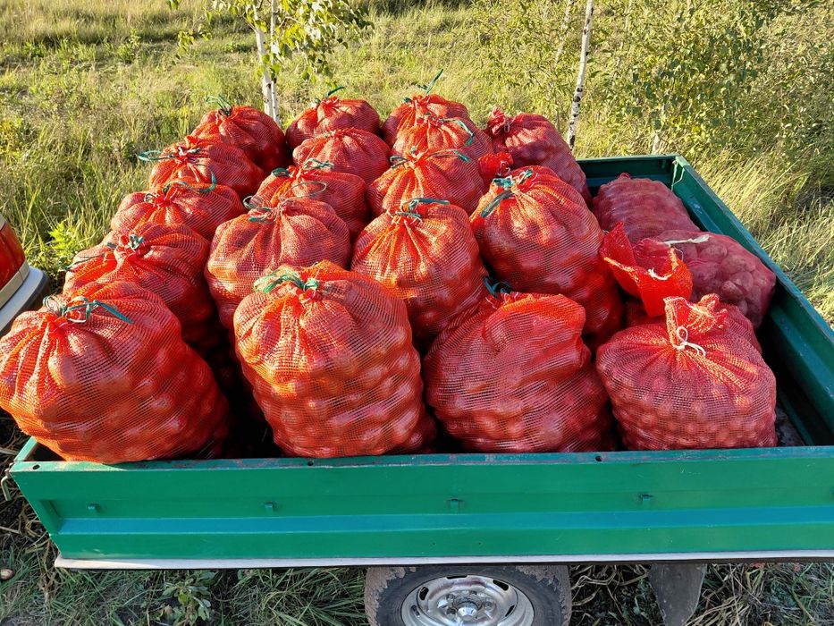 Продам картофель