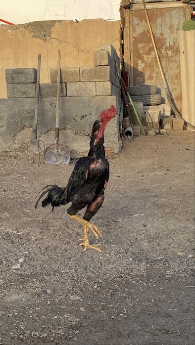 Дакан бойцовый кораз тулек