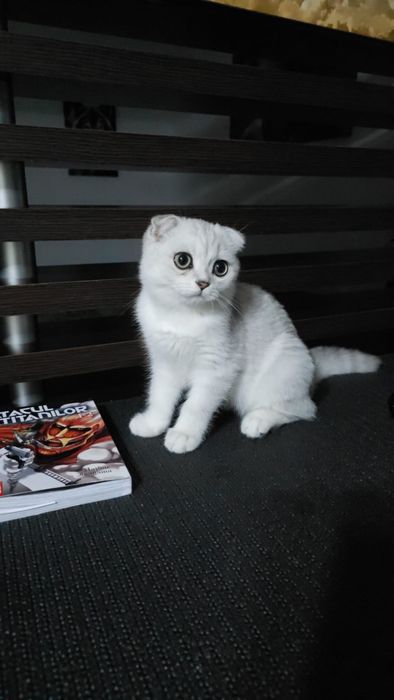 Scottish Fold shorthair