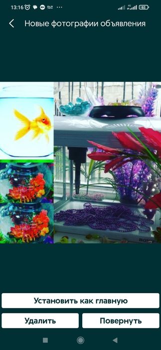 Аквариумы в Афалине