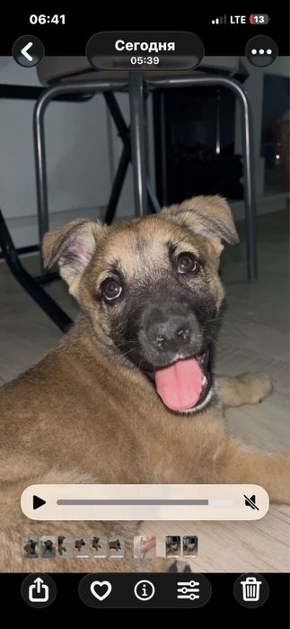 Щеночек с добрые руки