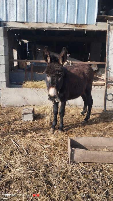Продам ишака ни дорого