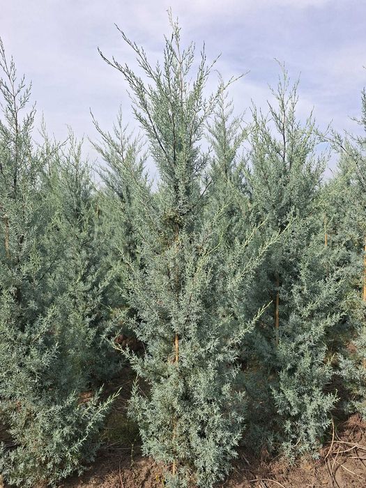 Chiparos de Arizona (Cupressus arizonica)