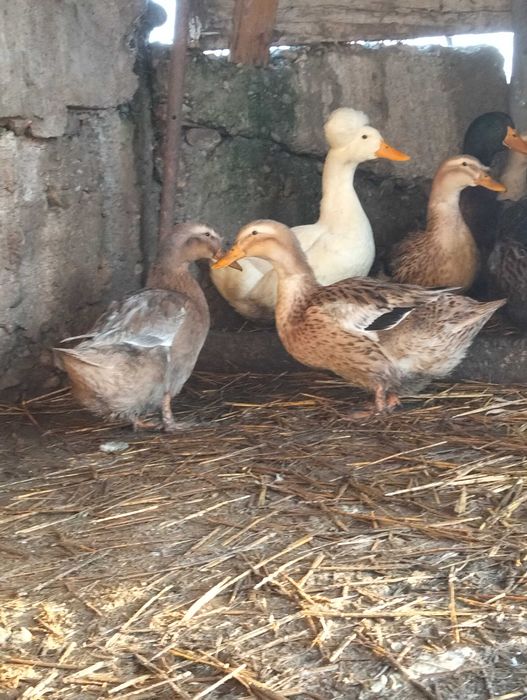 Rațe de vanzare . Au varsta de 9 luni