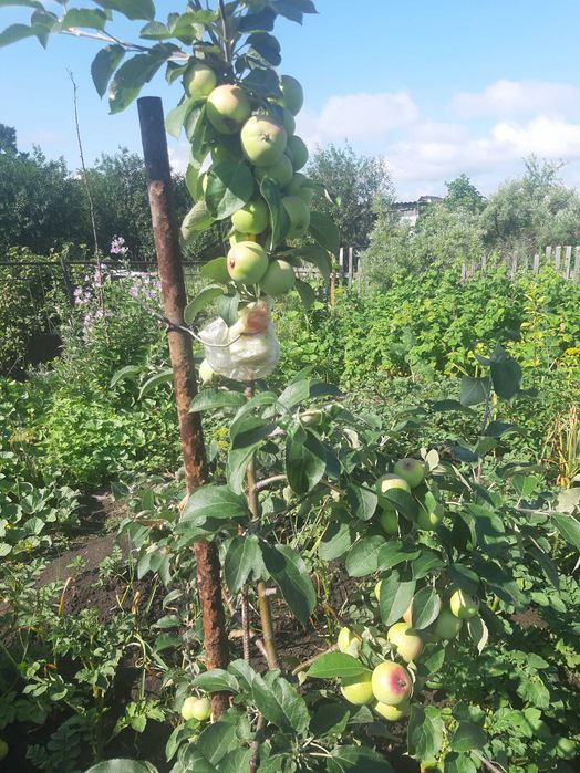 Продам дачу ПК СТ Борки