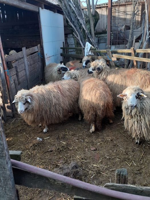 Vând 11 oi cu lapte