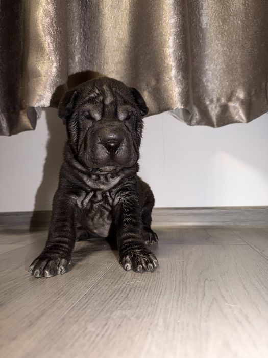 Shar Pei dragalasi