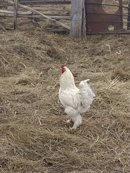 Продам петухов 4 шт