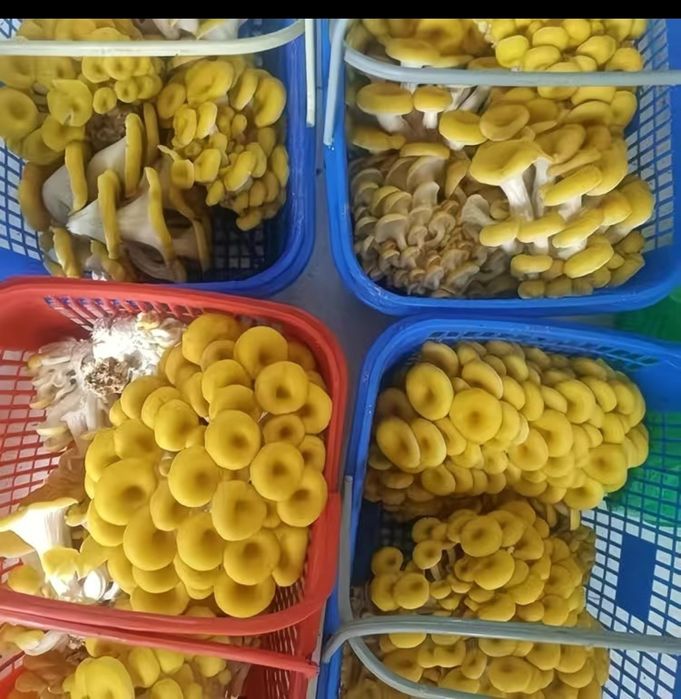 Кузикорин уруги,митсилей эмас таййор дон уруги сотилади.