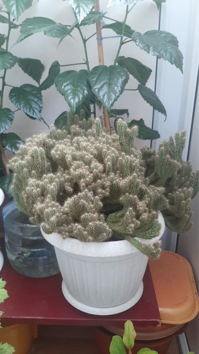 Продам комнатные цветы!