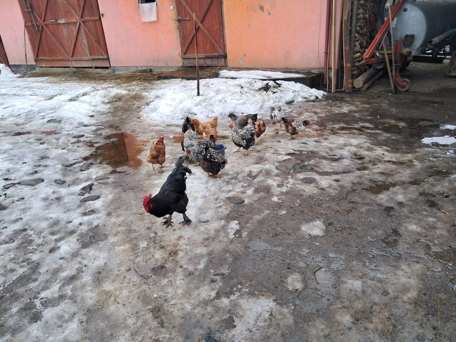 Vând gaini ouătoare